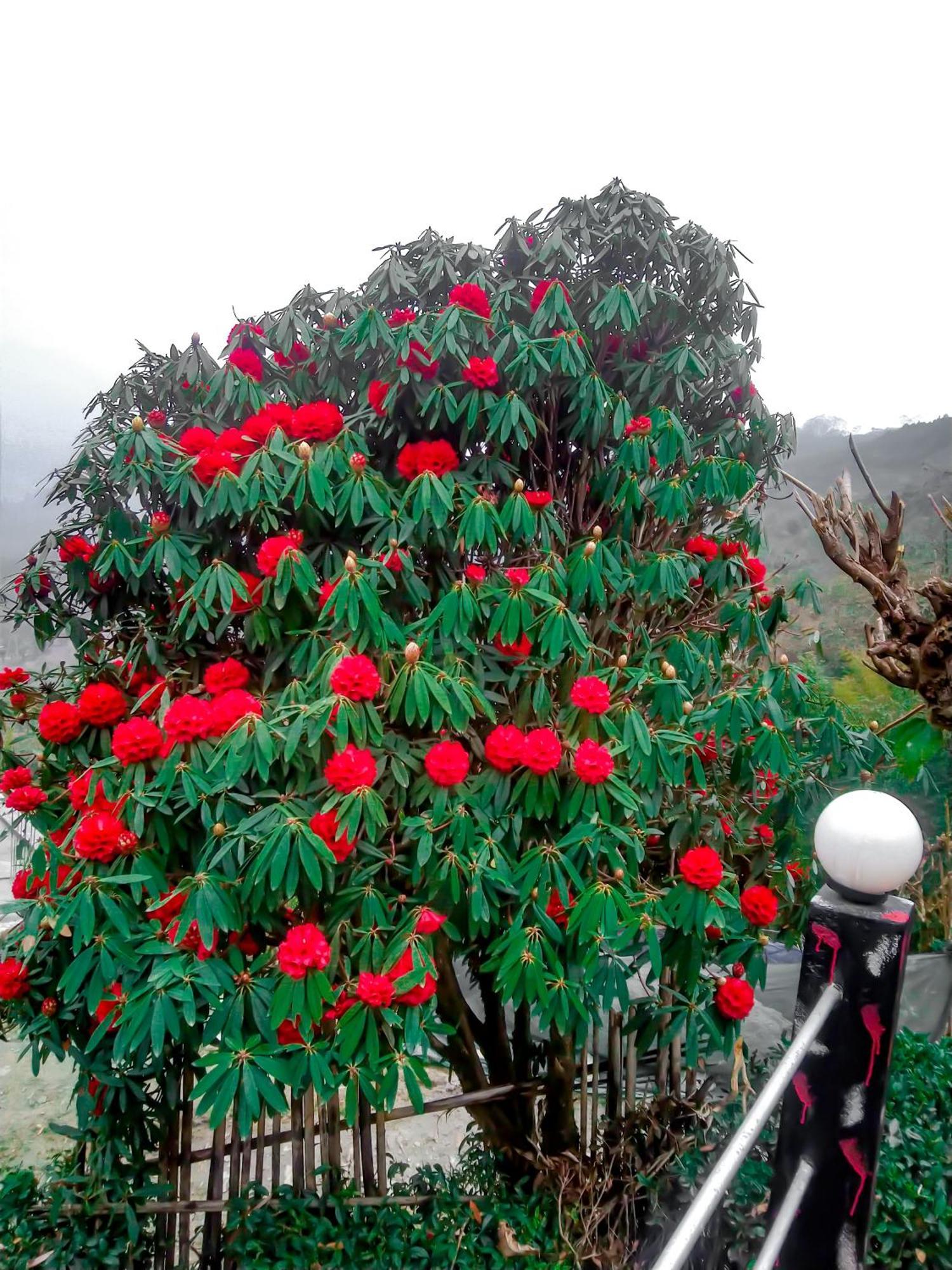 The Himalayan Resort Ravangla Exterior photo